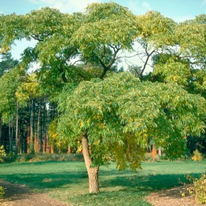 Саженец Бархата Амурского