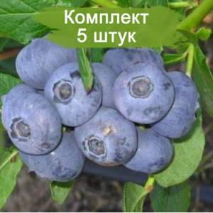 Саженцы голубики Река (Reka) -  комплект 5 шт.