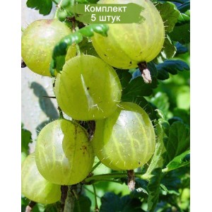 Саженцы крыжовника Финский -  комплект 5 шт.