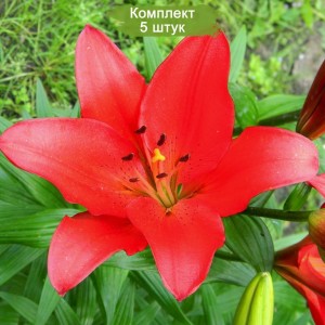 Луковицы лилии Colares (Коларес ) ЛА-гибрид -  комплект 5 шт.