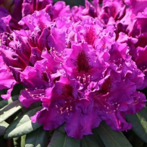 Саженец рододендрона Азуро (Azurro)