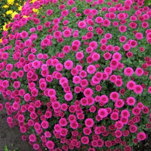 Саженец хризантемы мультифлора Проксима (Proxima) (Сиреневая )