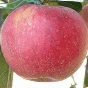 Саженец яблони Аврора