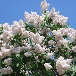 Саженец сирени Память о Колесникове