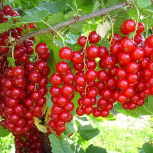 Саженцы красной смородины оптом (от 200 шт.)