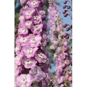 Саженец дельфиниума Центурион Пинк (Centurion Pink)