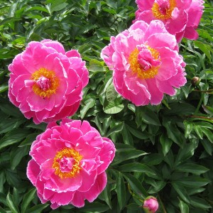 Саженец пиона August Dessert (Огюст Дессер )